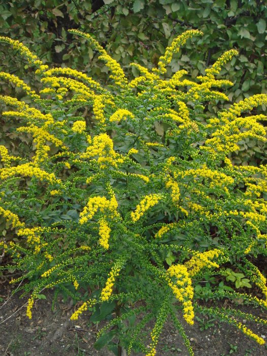 Solidago rugosa 'Fireworks'